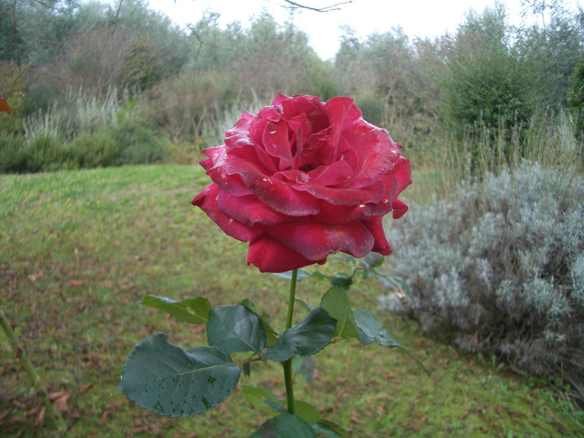 Il Cigliere Your In The Heart Of Tuscany